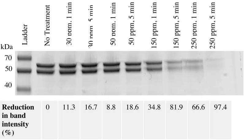 Figure 2.4 SDS-PAGE analysis of HuNoV VLP major capsid protein. 2 ul aliquots of 