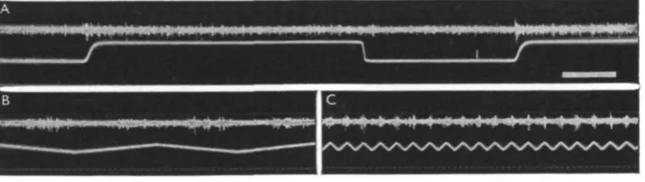 Fig. 10. Response of awide target) moving over the eye at i/sec. (B) and (C) io/se c.Time forbeam during second illumination, first of two impulses in O 50 during light period