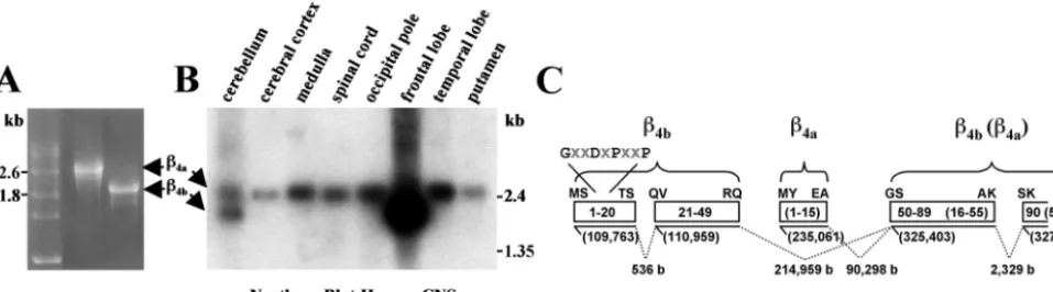 Figure 6.Differential distribution ofdashed linesof intron sequences (b, bases) between alternatively spliced3 �4a and �4b mRNA in the human CNS