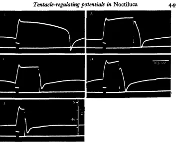 Fig. 2. Modification of rapid cyclic TRP pattern by applied current pulses. Upper trace:vacuolar potential recordings; calibration pulse at the beginning of each trace is iomV.