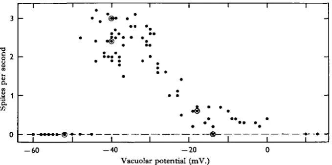 Fig. 4. Relationship of spike frequency to vacuolar potential. The abscissa indicates the mostpositive vacuolar potential attained during the TRP