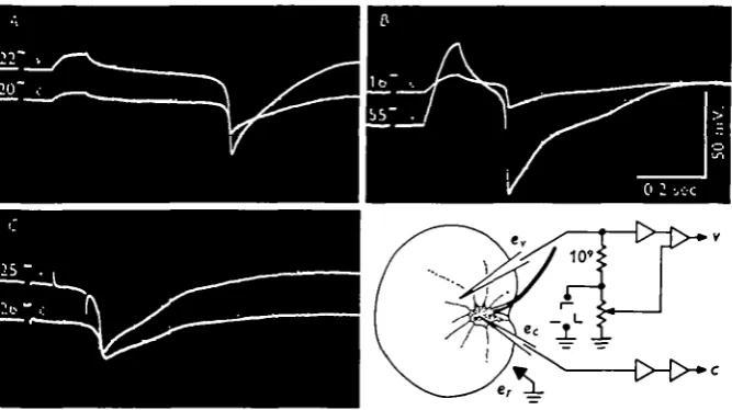 Fig. 8. Simultaneous recordings of potential changes from the vacuole (trace v)microelectrode,amplitudes,nuclear cytoplasmic mass