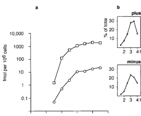 FIG. 2. Evaluation of background staining in FISH with uninfected (left) andPV-infected (right) cells in the same microscopic ﬁeld with a Texas red-labelled