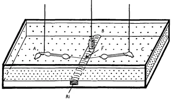 Fig. 1. Schematic representation of the recording cell and of the three electrodes used forexperiments on an isolated cockroach giant axon