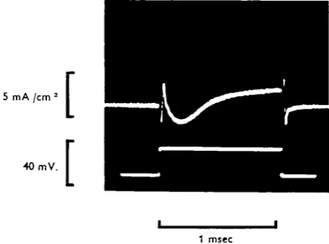 Fig. 4. Voltage-clamp recording of the time course of the membrane currents (upper tracing),during a 26 mV