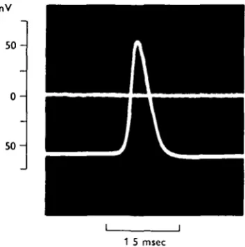 Fig. 3. Superimposed tracings of the potential at the tip of the microelectrode before andafter impalement of a giant axon in a sheathed nerve cord