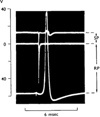 Fig. 4. Potential changes associated with vertical movements of the microelectrode. Thesobd line represents the DC potential variations of the microelectrode tip