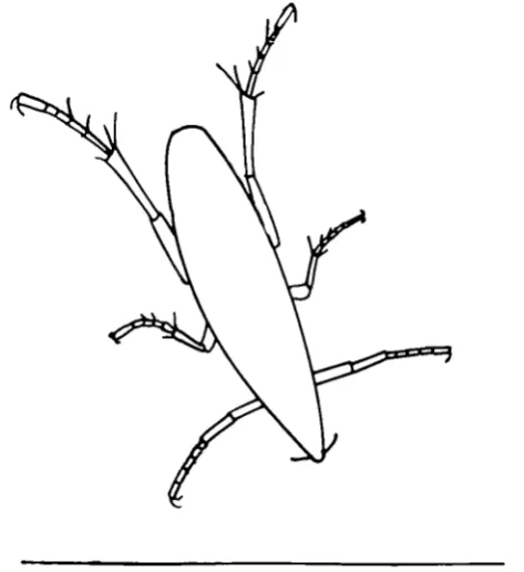 Fig. 2. Sptlopsylltu90", in the first millisecond of the jump. The hind femora have rotated through the hind tarsi maintain the onginal position relative to the tibiae, which have rotated about85° on the femora.