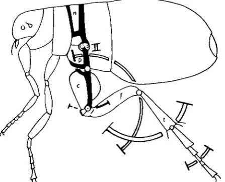 Fig. 4. Diagram of Pulexangles through which the various joints of the hind legs can be rotated,n, to show the principal skeletal elements in the metathorax and the c