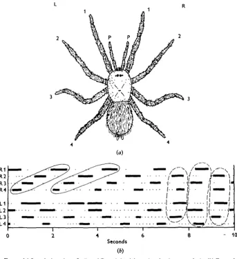 Fig. 1. (a) Leg designations. L, R and P are left, right and pedipalp respectively, (ft) Exampleof stepping record from a tarantula