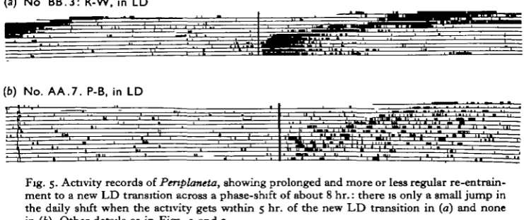Fig. 5. Activity records of Periplaneta,ment to a new LD transition across a phase-shift of about 8 hr.: there is only a small jump inthe daily shift when the activity gets within 5 hr