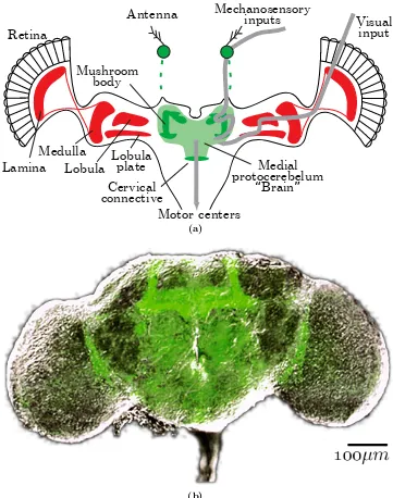 Figure 2.7: The Drosophila brain. (a) A simpliﬁed horizontal schematic. Sensory infor-mation (in grey) cascades through a hierarchy of brain centres until it reaches the centralbrain complex (in green).The optic lobes are shown in red.Adapted from Frye and