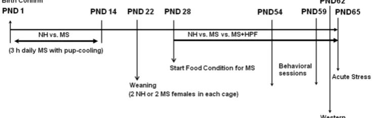 Table 1. Nutrient contents (%) in standard chow and Oreo cookie 