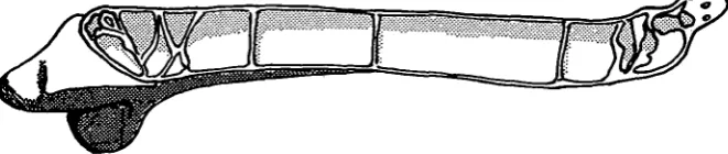 Fig. 3. Oblique longitudinal section through right humerus of pigeon, looking postero-ventrally