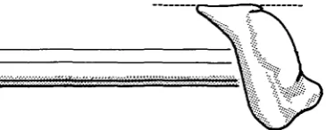 Fig. 4. Head of humerus, looking distad, showing orientation in relation to radio-ulna.Anterior to left of diagram