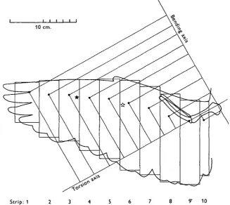 Fig. 8. The pigeon's outstretched wing replaced by ten rectangular strips of equivalent area(numbered at bottom)