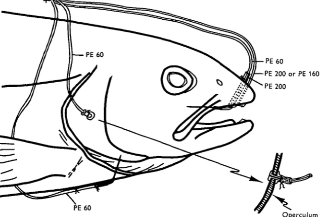 Fig. i. Details of the head of a trout showing relative positions of the cannulae