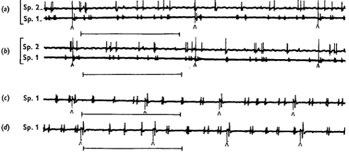 Fig. 9. (a, b)antidromic stimulation re-sets the timing of the next natural impulse. Horizontal scales belowcercanext natural impulse, (c, Simultaneous records from the transverse nerves to spiracles 1 and 2 of Schisto- with cord intact during the delivery
