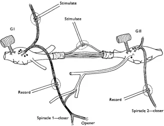 Fig. i. Schistocerca.nerves and split connectives between the prothoracic (GI) and mesothoracic (Gil) ganglia
