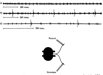 Fig. 6. Antidromic stimulation of and recordings from the transverse nerves of an isolated G I.Stimulate(a) Free running without stimulation, (b, c) Stimulation with single shocks (A), which re-phase