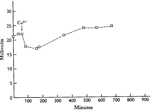 Fig. 5. The effect of copper on the TEP. Two animals were immersed in 5 min/1,was added (arrow) to a final concentration of 1-25 x io~*taining 1 min/l