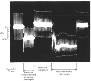Fig. 9. Potentials recorded from an advancing pseudopod followed by membrane potentialsrecorded from the rear region