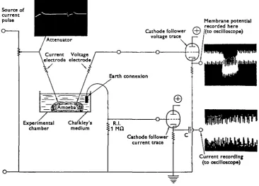 Fig. 1. The experimental technique involved in measuring the alternating voltage and currentacross the amoeba membrane