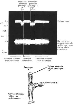 Figure 4voltage electrode. During this recording the current electrode was inserted twice intoan advancing pseudopod