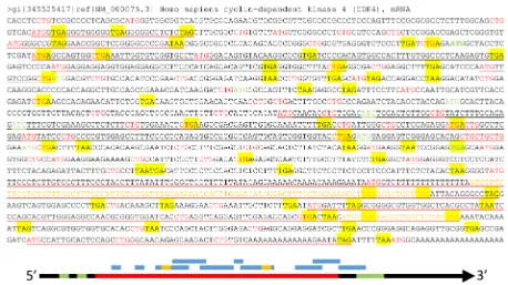 Fig. 3: Illustration of multiple ORFs in a given mRNA. Top panel: In the wt human CDK4 mRNA (copied from the NCBI database as a DNA sequence), as an example, all ATGs and CTGs as the most possible start codons are highlighted in red color while the three c