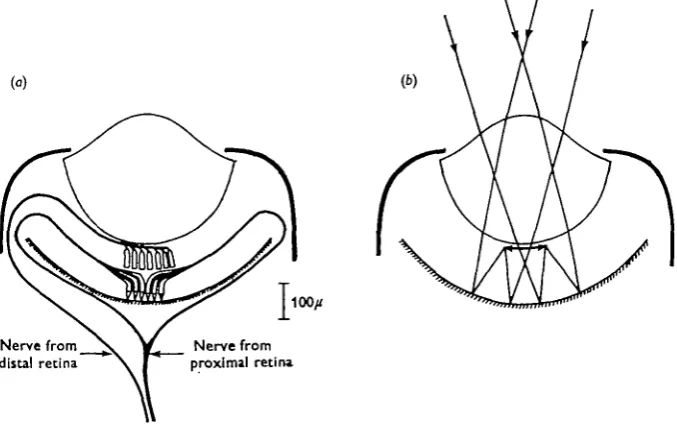 Fig. 1. Diagrams of (a) innervation and (6) optical system of the eye of Pecten.