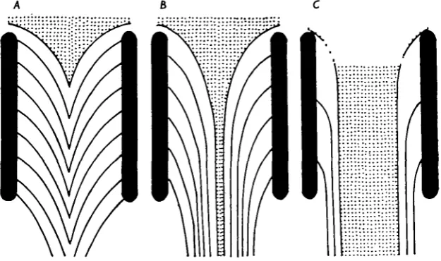 Fig. 3. Diagrams of the flow of water between two adjacent secondary lamellae. The contoursof water containing different amounts of oxygen are indicated