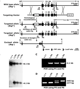 Figure 1. Generation of the conditional null allele 