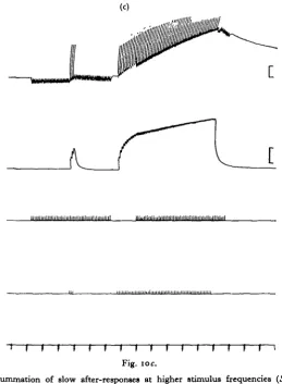 Fig. 10.gregaria).increased during the summated wave but instead decrease, suggesting that I-C equilibrium Summation of slow after-responses at higher stimulus frequencies {ScHstocerca (a) I-C stimulated at i/sec, E at lo/sec