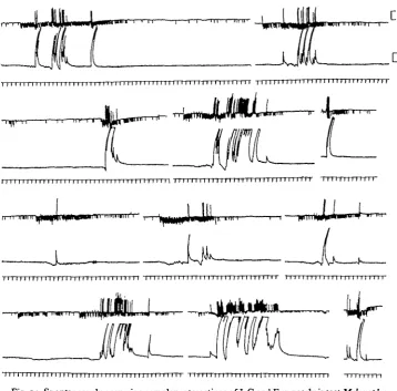 Fig. 14. Spontaneously occurring complex interactions of I-C and E in nearly intact Melanoplusdifferentialis preparations