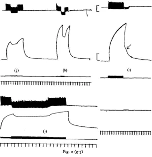 Fig. 2. Responses of various preparations to stimulation of the excitatory and inhibitory-conditioning axons
