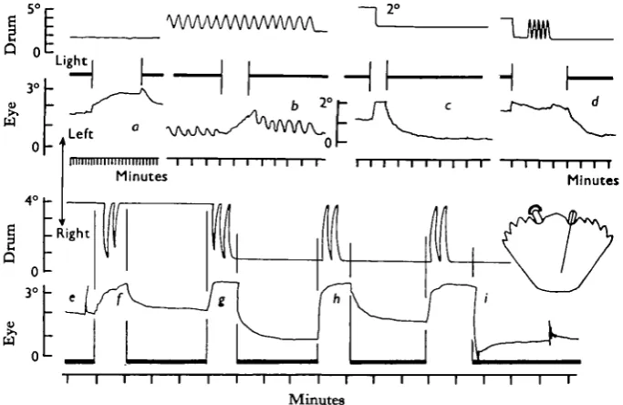 Fig. 2. Eyestalk movements (lower traces) in response to drum movements (upper traces)which are completed during a period of darkness, (a) Drift of the eye when the light is turned
