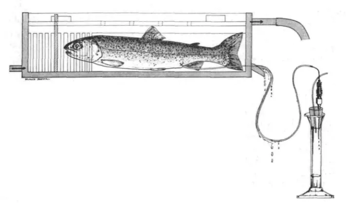 Fig. a. A section through the tank illustrated in Fig. 1 containing a cannulated fish with thecannula attached to the vented cylinder.