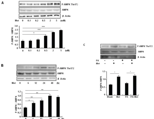 Figure 3. hours. (B) MIN6 cells were treated with 2 mM metformin for different times as indicated