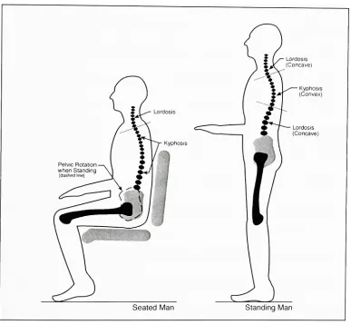 Figure 1. Standing and Seated Man Spine Posture