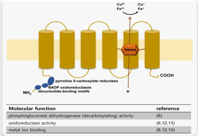 Figure 1. A schematic representation of STAMP2 protein structure and molecular functions