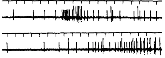 Fig. 11. Two examples of the sequence of motor neuron eventsassociated with active opening of the claw.