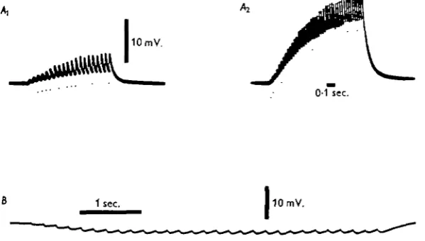 Fig. tionfrequency,2. (A) Facilitation of excitatory junctional potentials in a superficial muscle fibre.Stimulation of centrally cut superficial branch at zo/sec