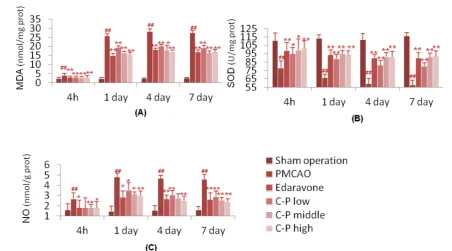 Figure 4.  Anti-oxidative stress of C-P in vivo. PMCAO performed for 3 hours, mice were treated with C-P again