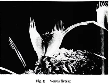 Fig. 5Fig.Venus flytrap 6Venus flytrap