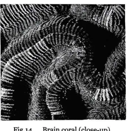 Fig.13Brain coral