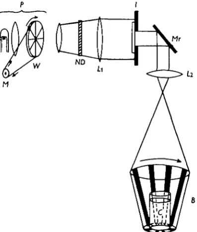 Fig. 1. Schematic diagram of apparatus. P,holder, driven by reversible motor/, interference filter mounted on wheel.upon walls of bucket, projector