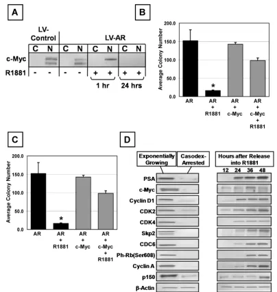 Figure 7: MYC Expression Overrides AR-Mediated Growth Inhibition of Prostate Epithelial Cells
