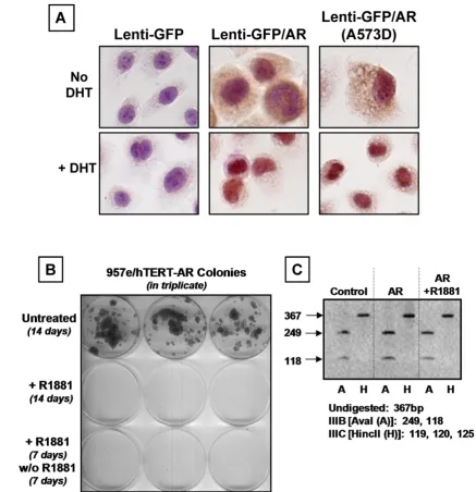 Figure 4: AR is Localized to the Nucleus and Results in Irreversible Growth Inhibition without Changes in FGFR2 Isoform Expression