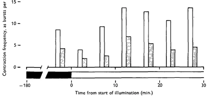 Fig. 6. The effect of illumination on contraction-burst frequency in well-fed (open bar) andstarved (filled bar) H