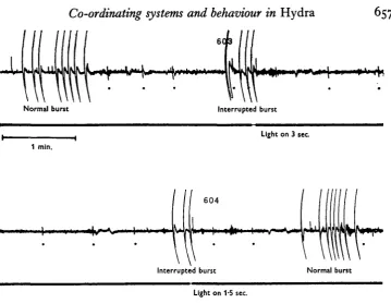 Fig. 9. Continuous polygraph record from dark-adapted H. pirardi.twice halted by short periods of general illumination, as shown on the lower trace